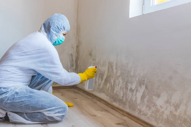 Licensed Mold Inspection service in Greenville, FL - WQB Mold Removal