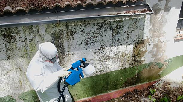 Top rated local Mold Inspection specialists in Greenville, FL
